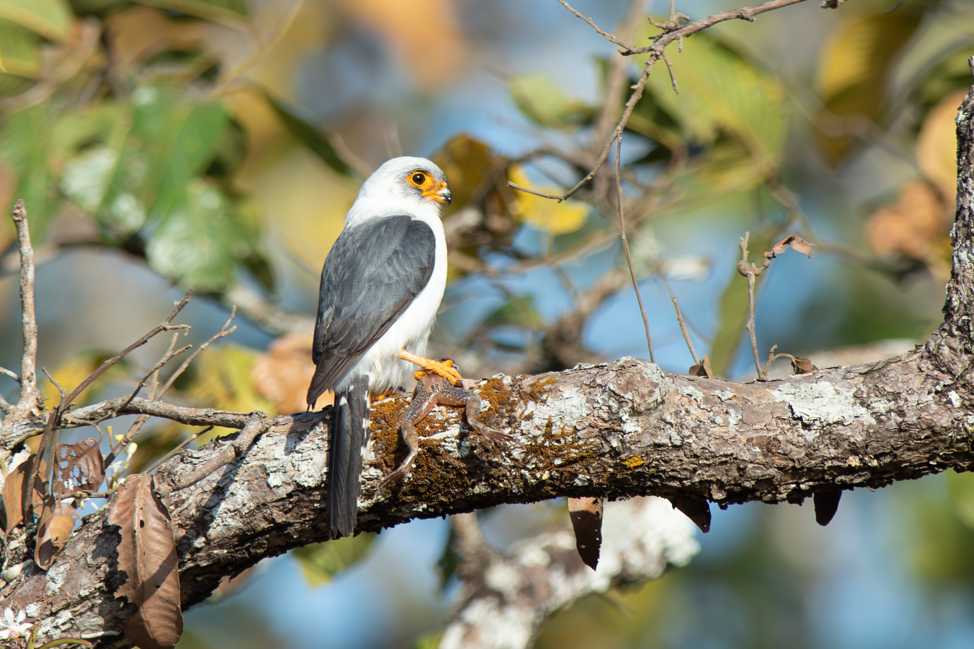 White-rumped Falconet